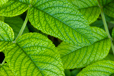 Rugosa Rose